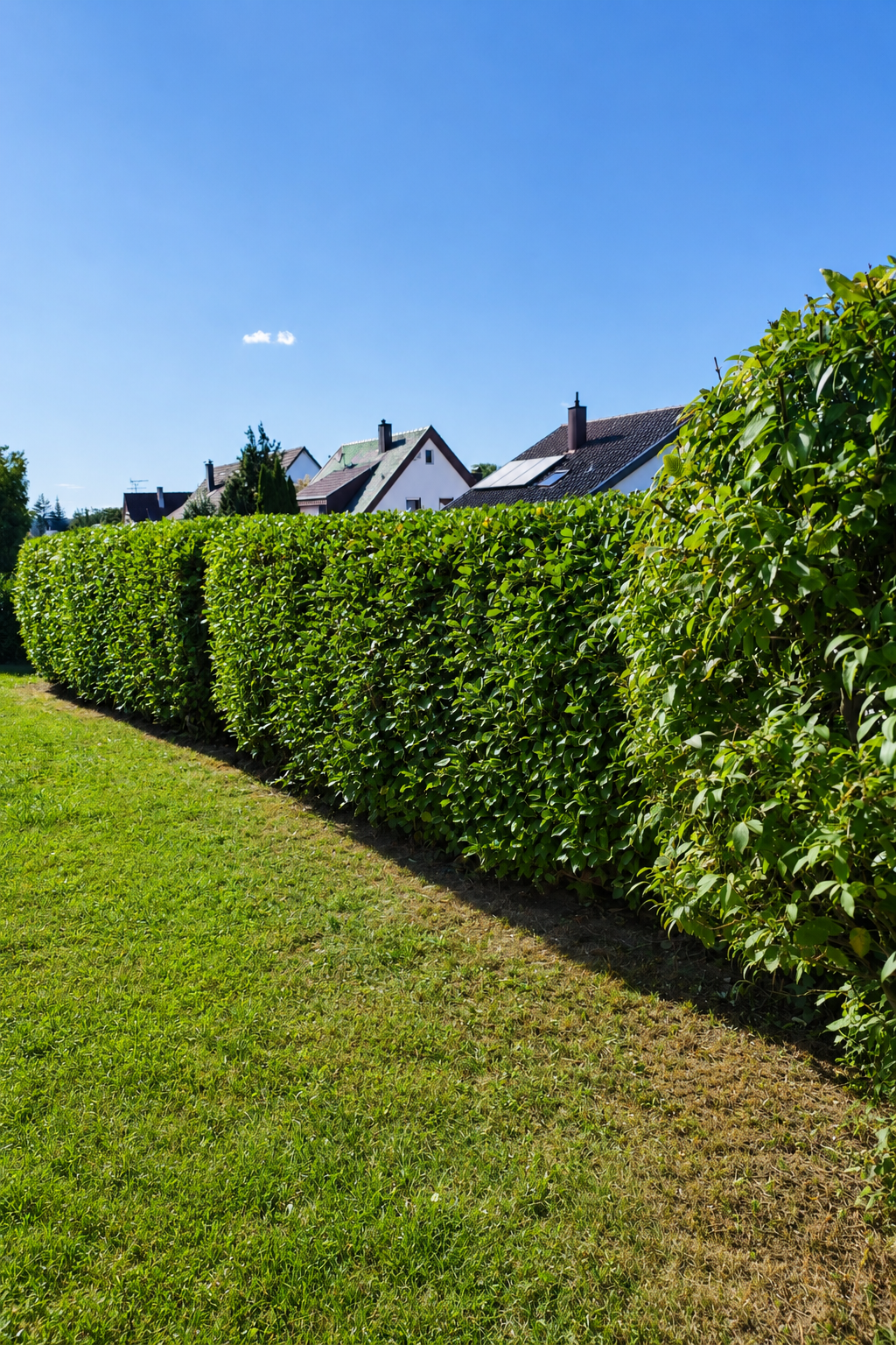 Fachgerecht geschnittene Hecke nach dem Heckenschnitt durch den Sauerwald Hausmeisterservice in Filderstadt.